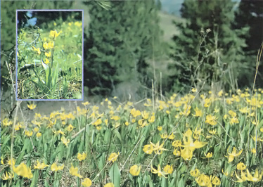 Delicious Flowers: Lilies Image